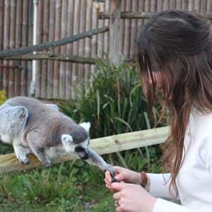 Feeding a ring-tailed lemur at Howletts Wild Animal Park in Kent