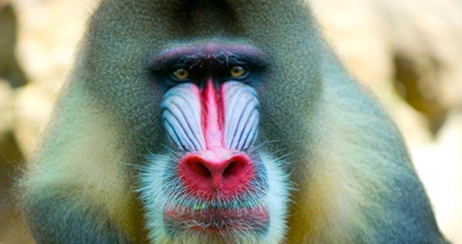Mandrill