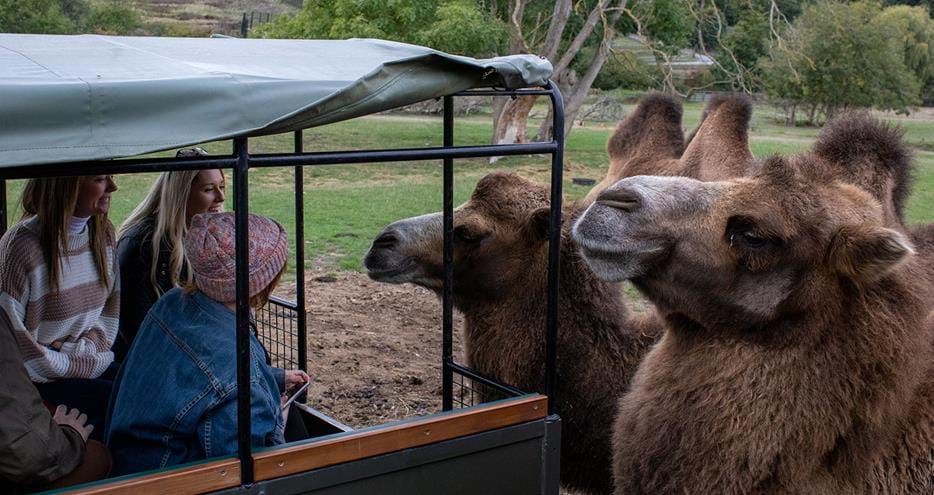 safari experience at Port Lympne Hotel & Reserve in Kent