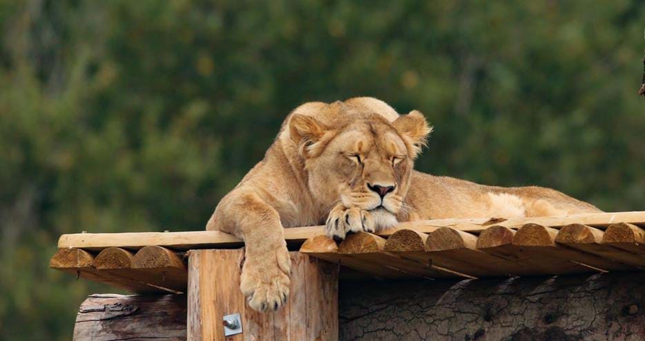 African lion at Port Lympne Hotel & Reserve in Kent