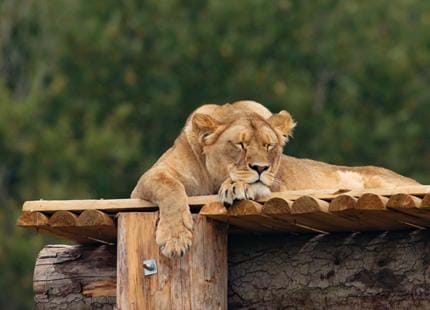 African lion at Port Lympne Hotel & Reserve in Kent