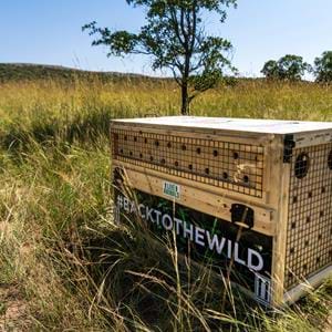 Transport crate release site 2.jpg