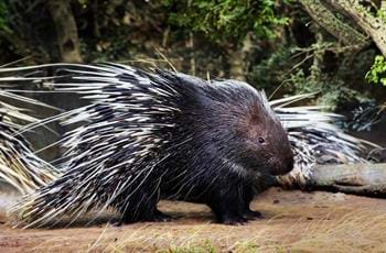 Cape porcupine - Port Lympne Hotel & Reserve