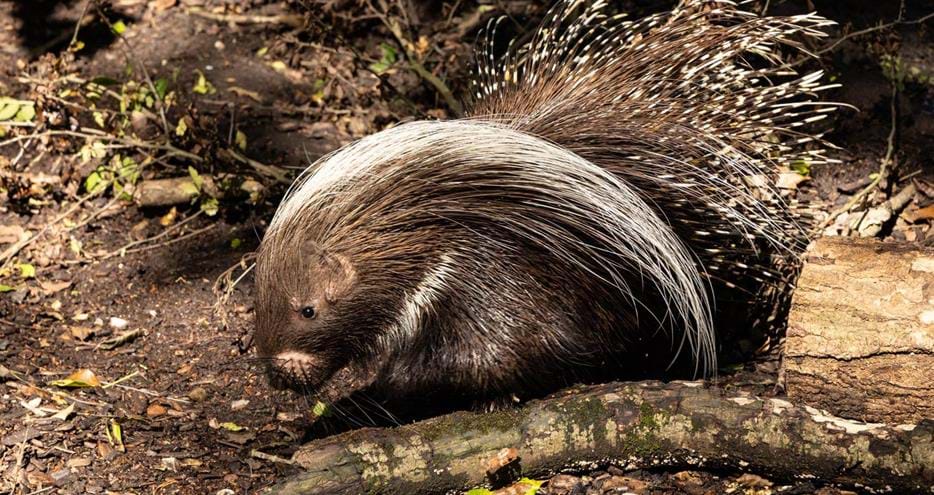 Cape porcupine at Port Lympne Hotel & Reserve, Kent, UK