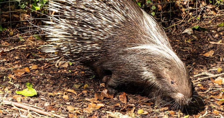 Cape porcupine at Port Lympne Hotel & Reserve, Kent, UK
