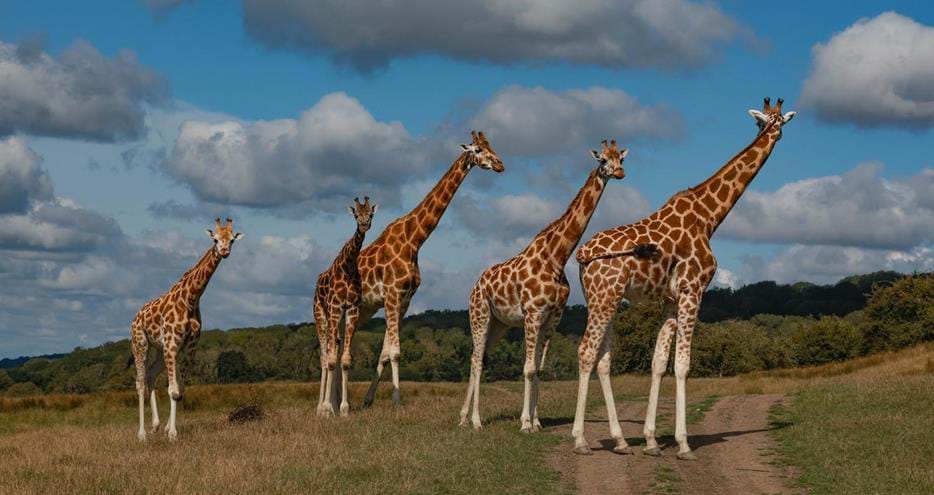 Nubian giraffes at Port Lympne Hotel & Reserve in Kent