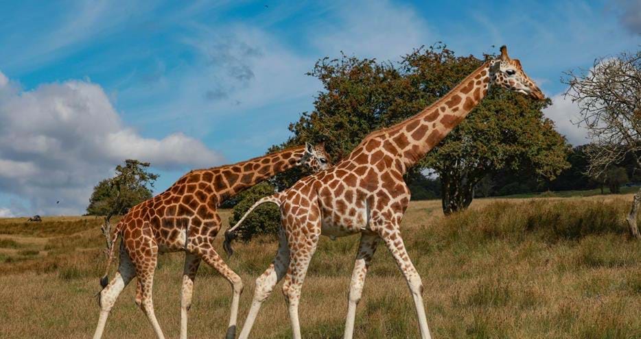 Nubian giraffes at Port Lympne Hotel & Reserve in Kent