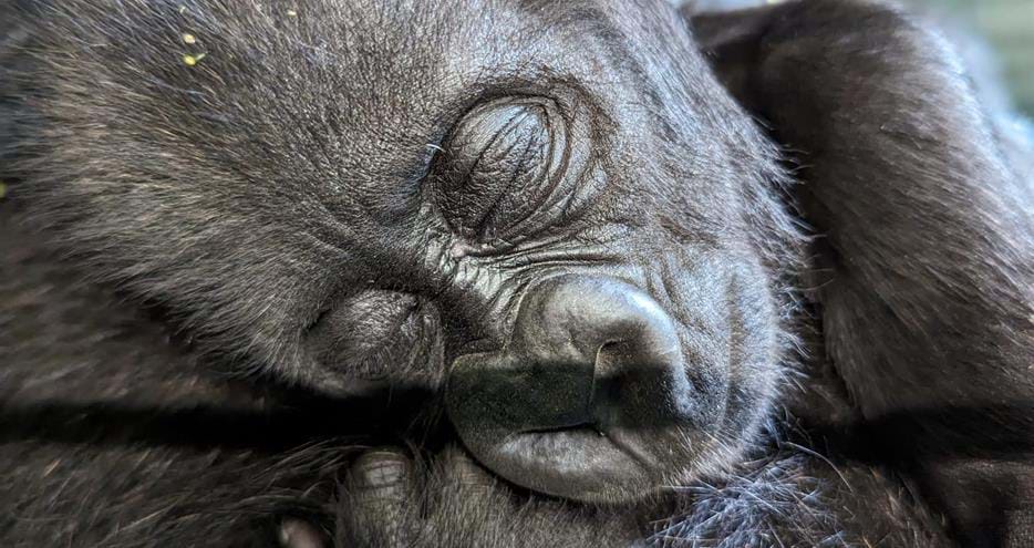 Western lowland gorilla baby, Kafele, at Port Lympne Reserve in Kent, UK