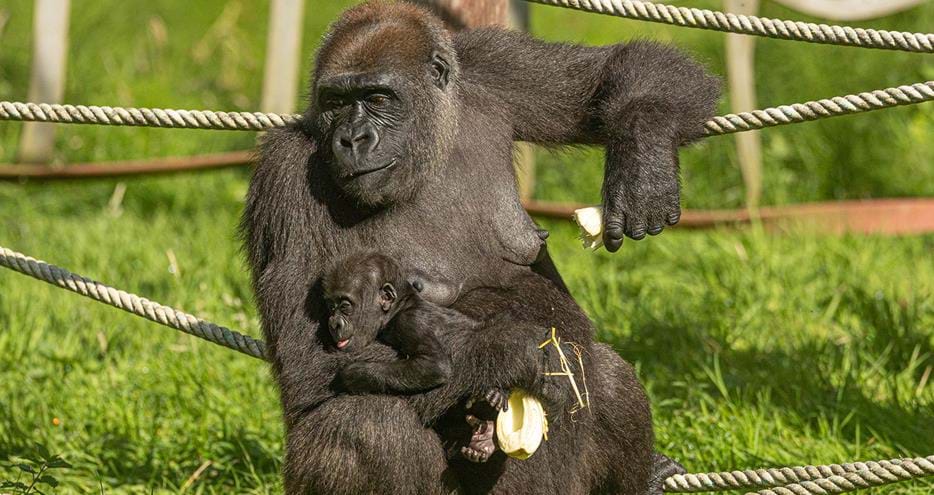 Western lowland gorilla baby, Kafele, at Port Lympne Reserve in Kent, UK