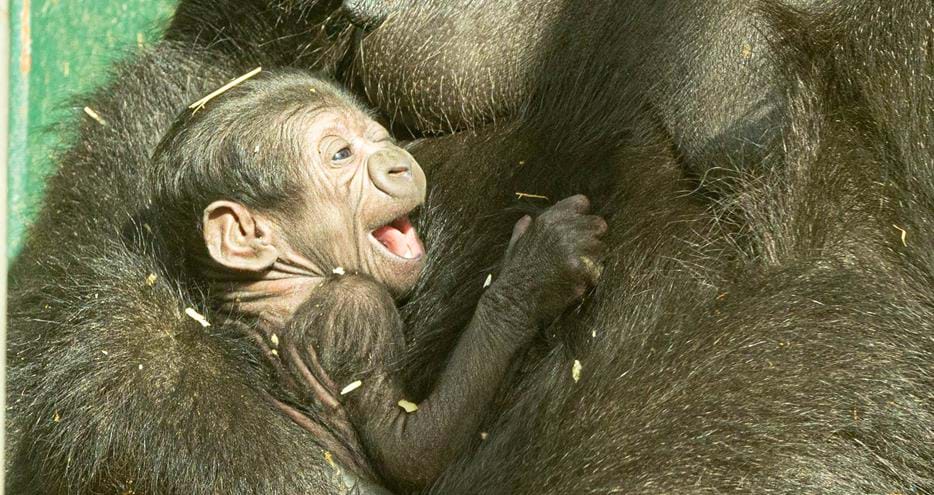Western lowland gorilla baby, Kafele, at Port Lympne Reserve in Kent, UK