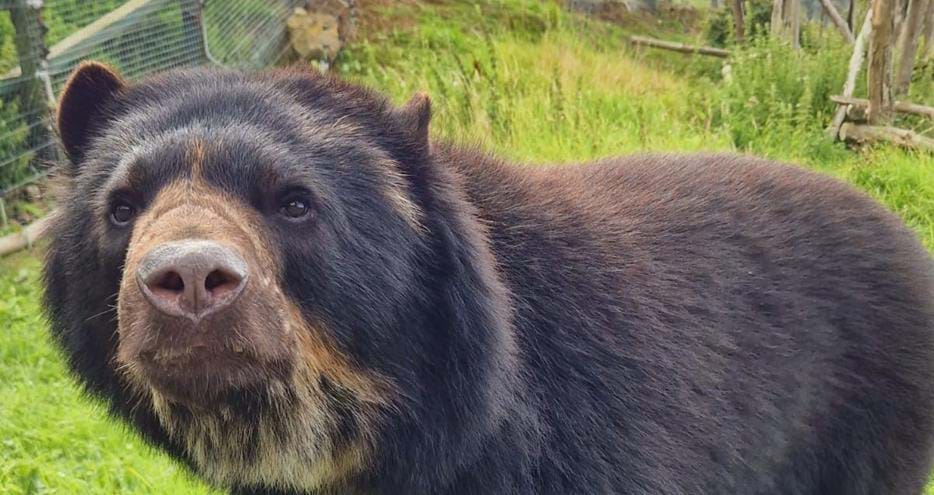 Andean bear, Mateo at Port Lympne Reserve in Kent, UK