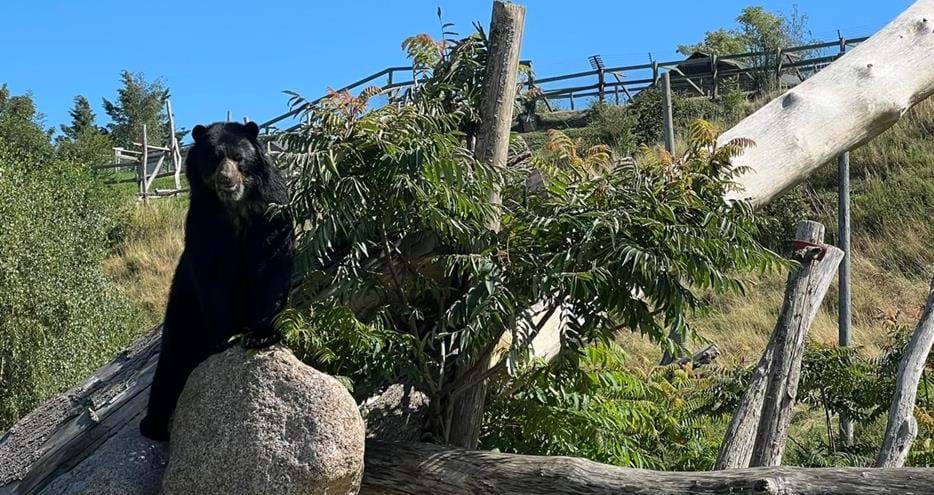 Andean bear, Mateo at Port Lympne Reserve in Kent, UK