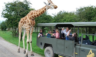 drive through safari kent