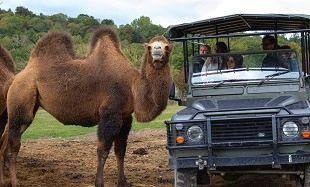 drive through safari kent