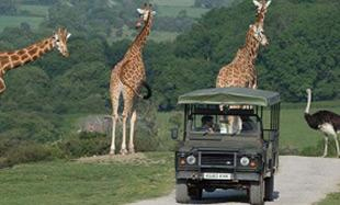 drive through safari kent