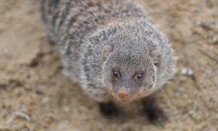 Animal scatter feed at Port Lympne