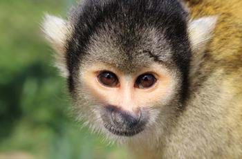 Squirrel Monkey