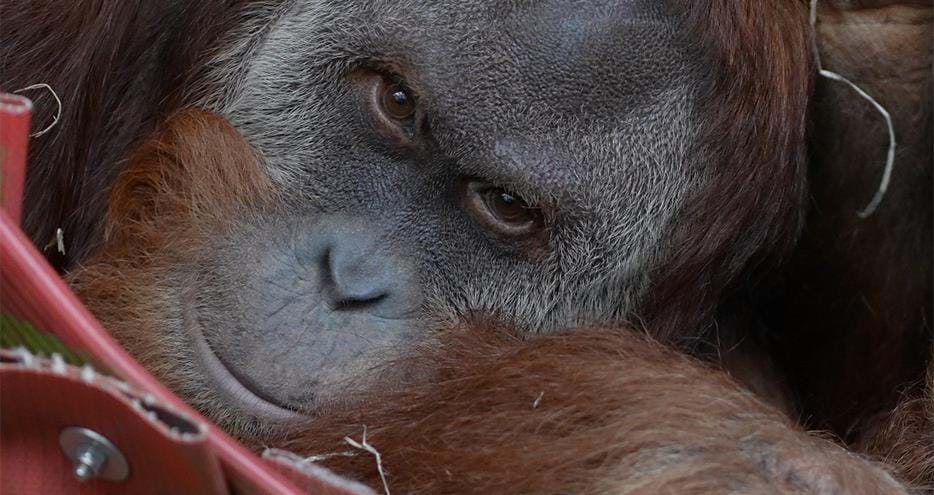 Malou the orangutan at Port Lympne Hotel & Reserve in Kent