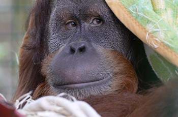 Sumatran orangutans