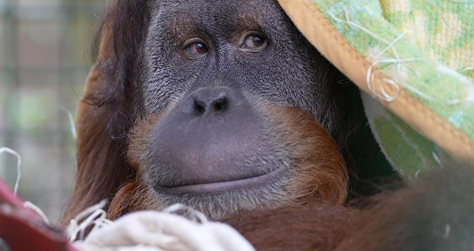 Orangutan at Port Lympne Hotel & Reserve in Kent