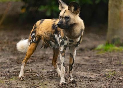 Painted Dogs 145KB.jpg
