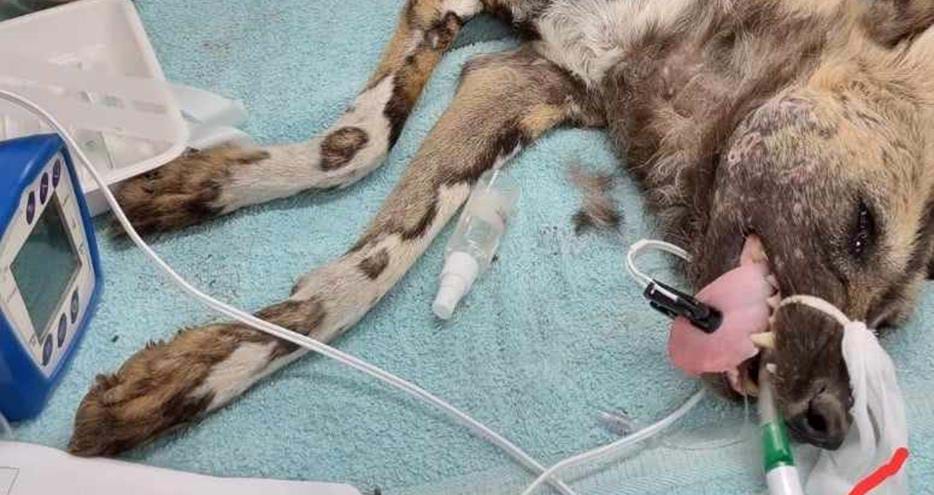 African painted dog surgery by Howletts & Port Lympne Hotel Wild Animal Park vets in Kent