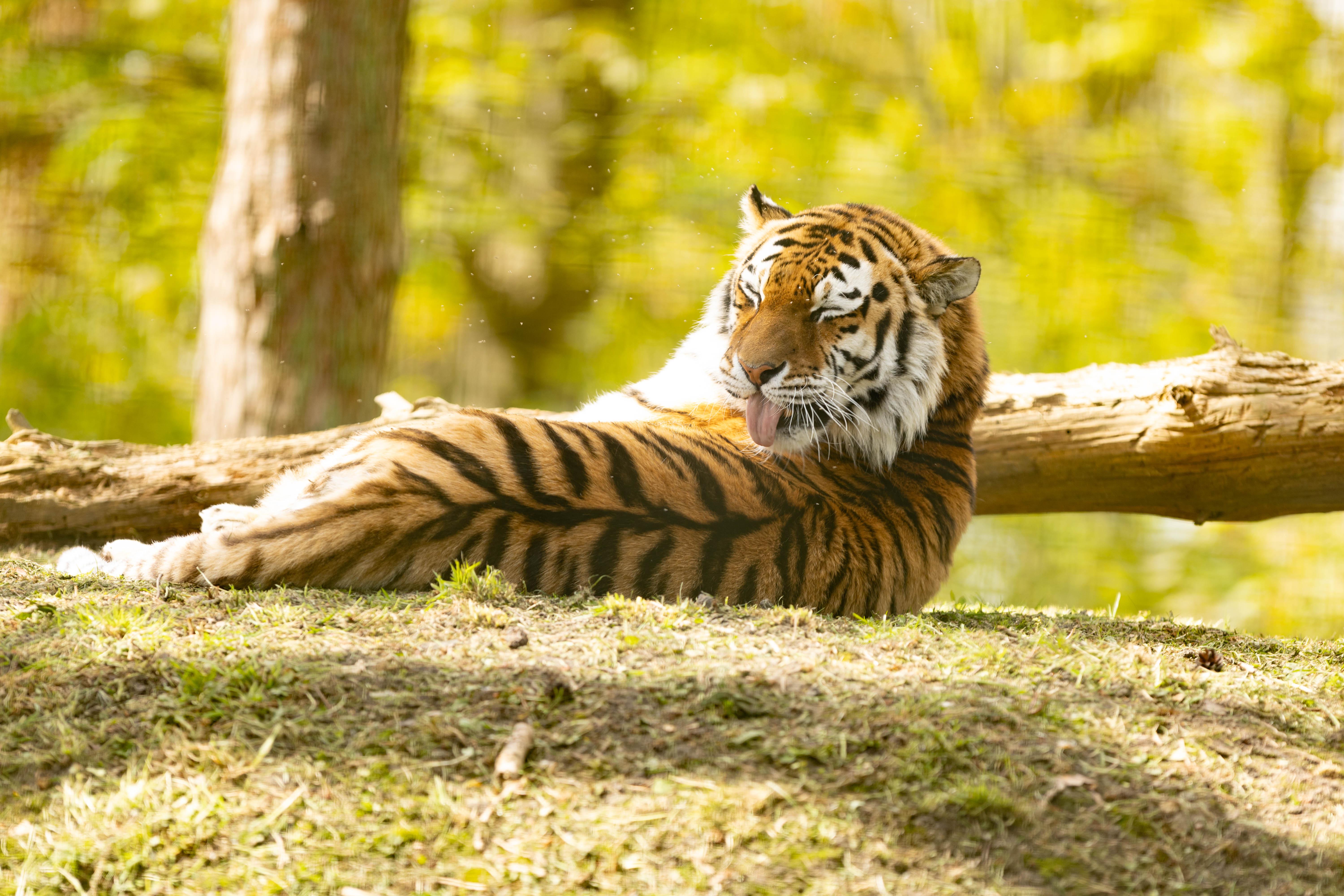 Amur tiger at Port Lympne Hotel & Reserve