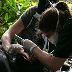 Veterinary Surgeon, Dr Jane Hopper works on Sid the Western lowland gorilla