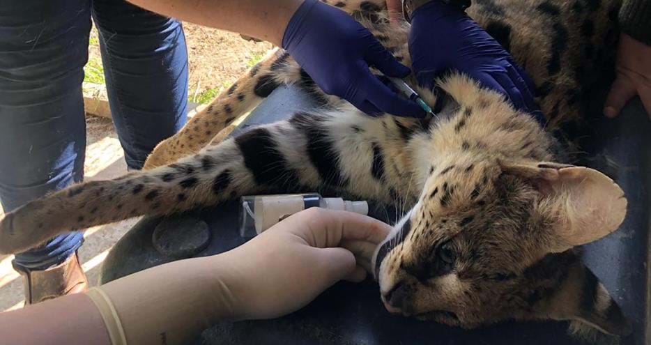 Blood samples being taken from a serval by Howletts & Port Lympne Hotel Wild Animal Park vets in Kent