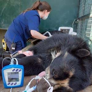 Veterinary surgeon, Dr Ashley Clayton works on a spectacled bear at Port Lympne Hotel & Reserve in Kent