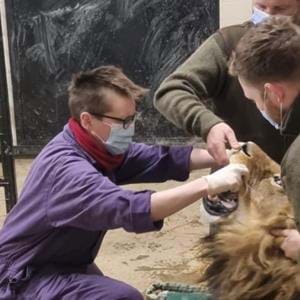 Veterinary surgeon at Howletts and Port Lympne Wild Animal Parks in Kent works on a lion