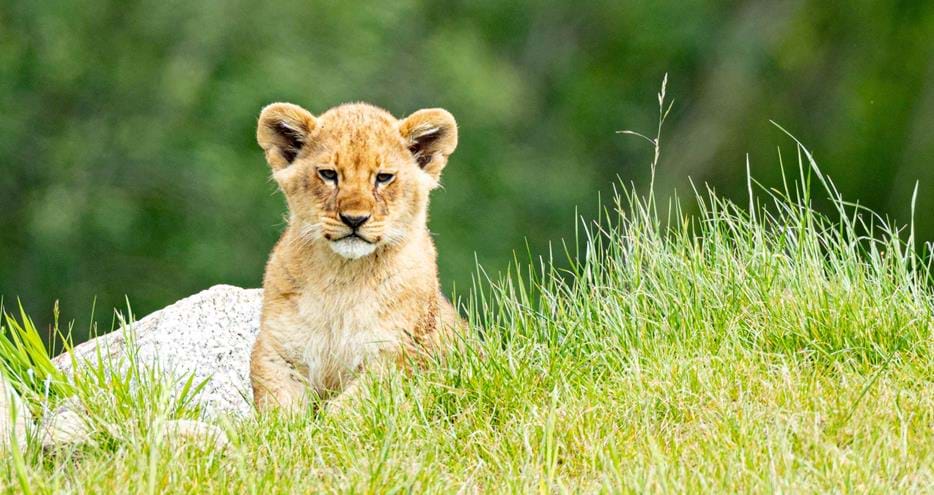African lion cub born at Port Lympne Hotel & Reserve in Kent in 2024