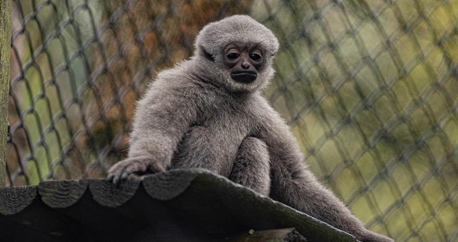 Javan gibbon at Port Lympne Reserve in Kent
