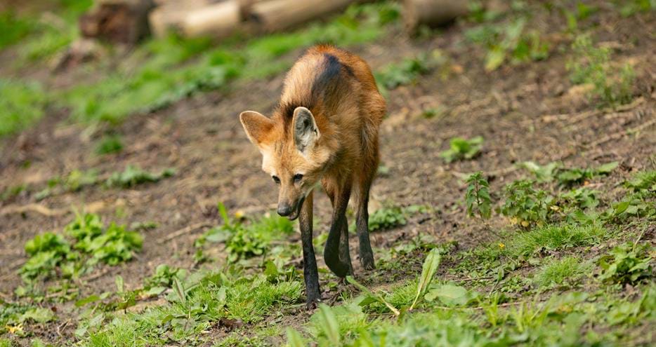 Maned wolf at Port Lympne Hotel & Reserve