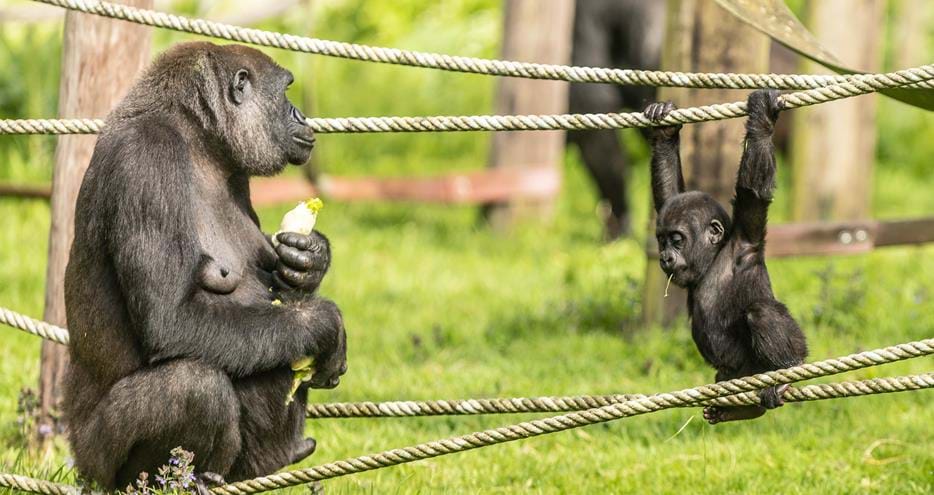 Kafele the baby western lowland gorilla at Port Lympne Hotel & Reserve