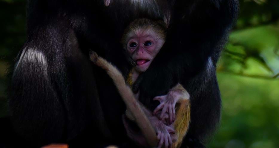 Baby DeBrazza monkey born at Port Lympne Hotel & Reserve in Kent, UK