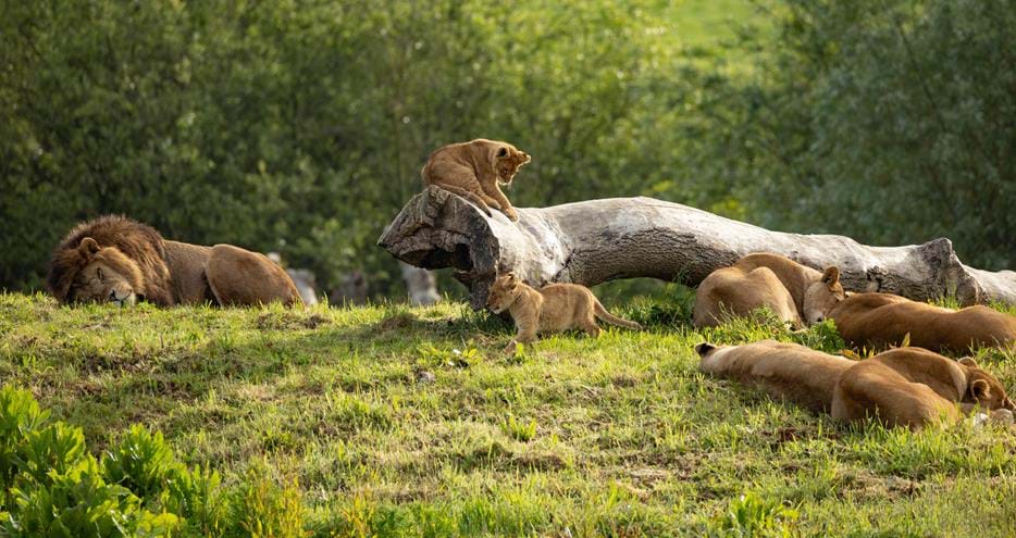 African lion pride at Port Lympne Hotel & Reserve in Kent