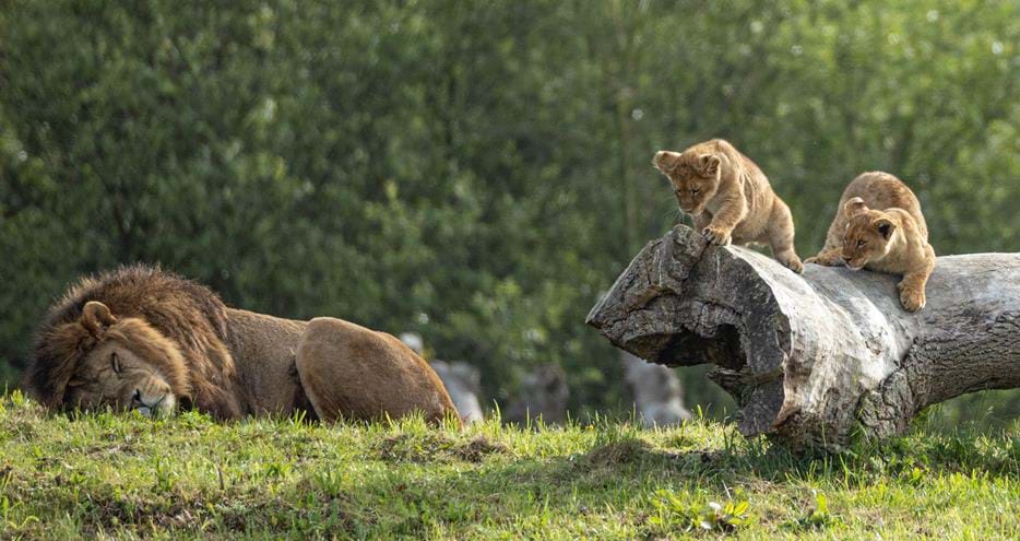 African lion cub borns at Port Lympne Hotel & Reserve in Kent in 2024