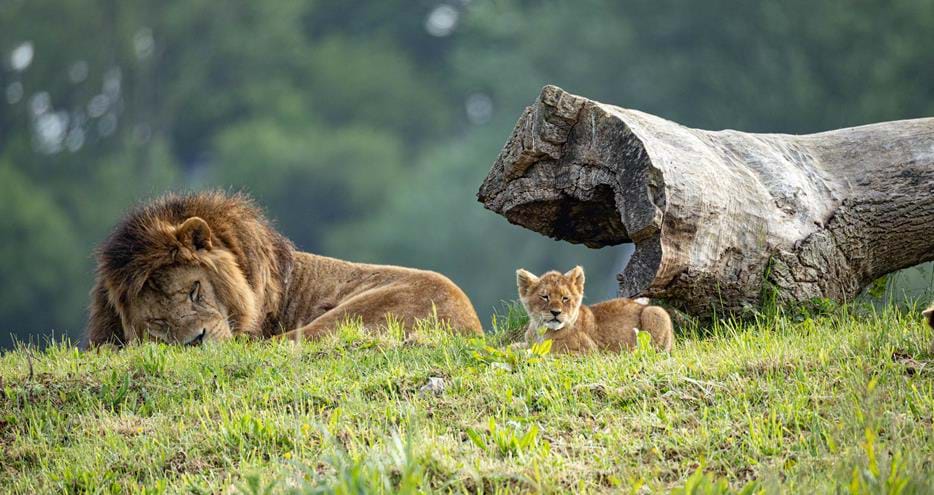 African lion cub born at Port Lympne Hotel & Reserve in Kent in 2024