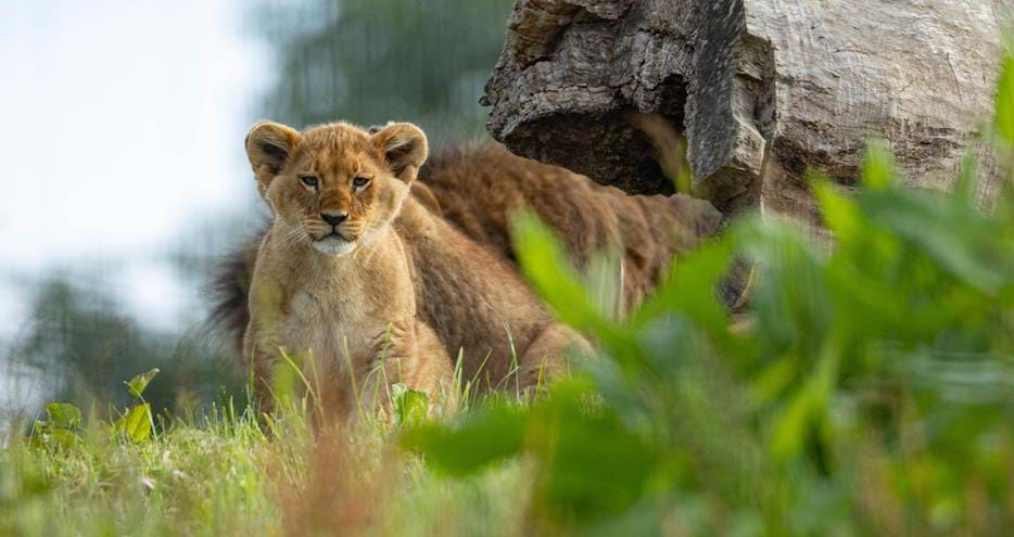 African lion cub born at Port Lympne Hotel & Reserve in Kent in 2024