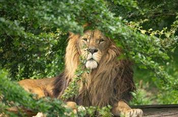 Experienced Animal Keeper - Large Carnivore Section