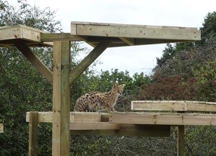 Team Building With BITE at Port Lympne Hotel & Reserve in Kent