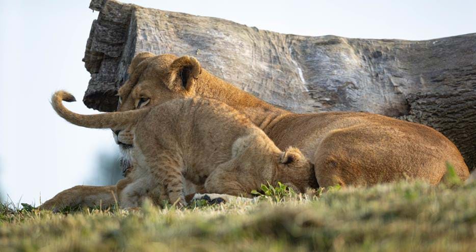 Oudrika, the African lioness and her cub born in 2024 at Port Lympne Hotel & Reserve in Kent