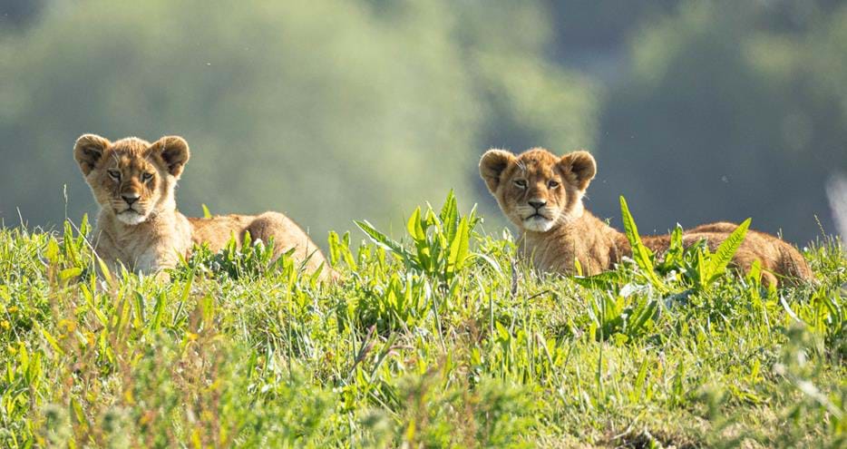 African lion cubs born in 2024 at Port Lympne Hotel & Reserve in Kent