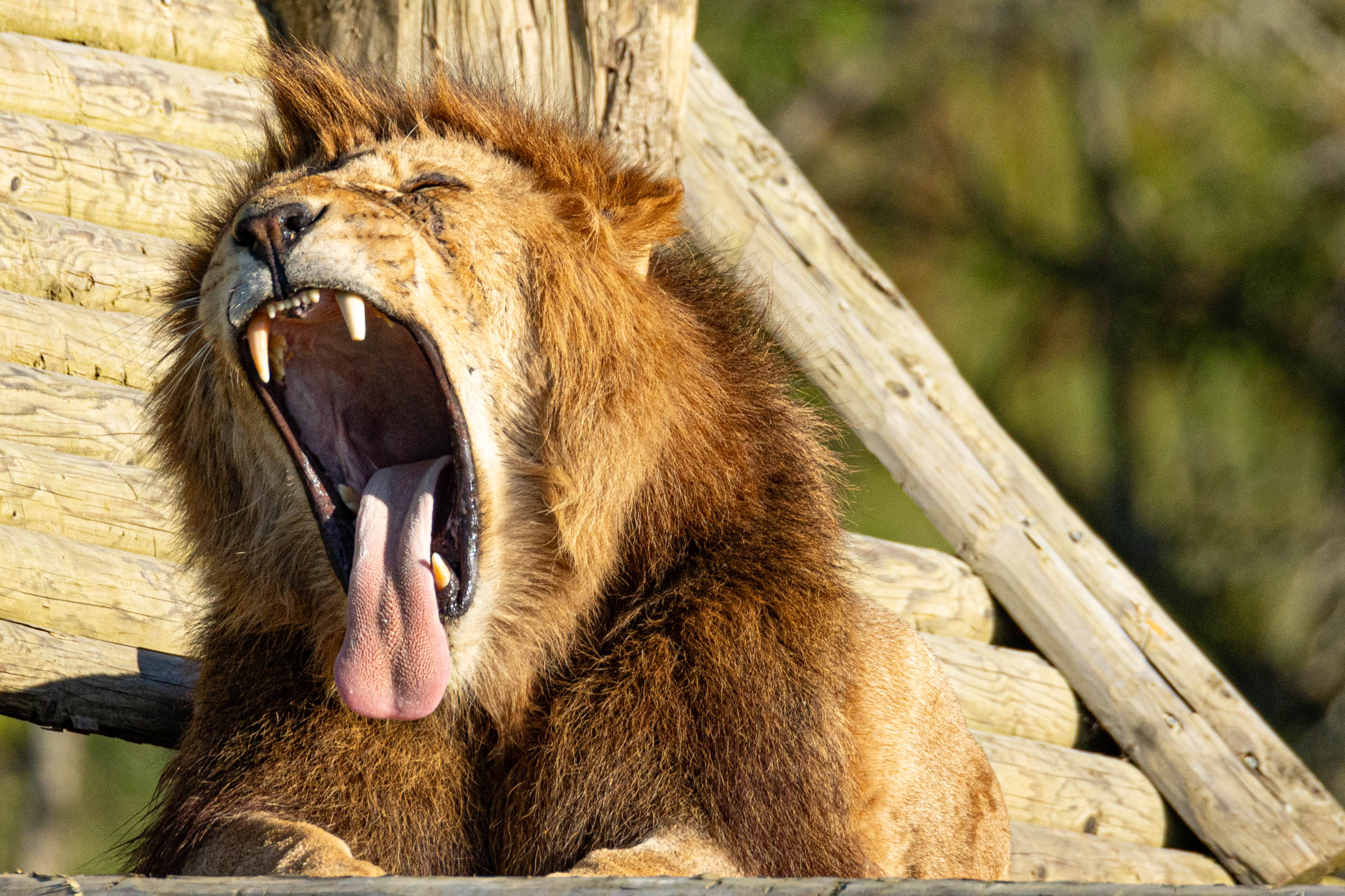 Hunter, the African lion at Port Lympne Hotel & Reserve in Kent
