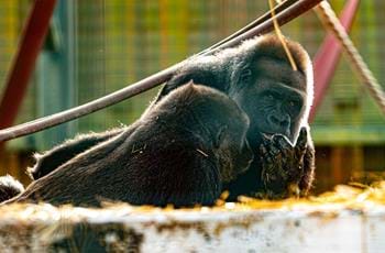 Experienced Animal Keeper - Gorilla Section