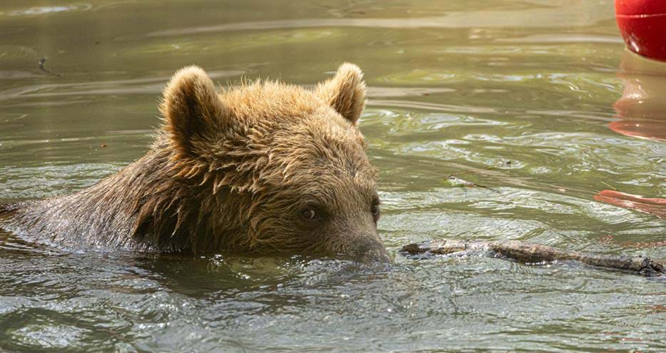European brown bear at Port Lympne Hotel & Reserve in Kent