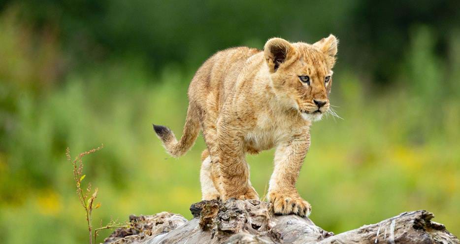 African lion cub born at Port Lympne Hotel & Reserve in Kent in 2024