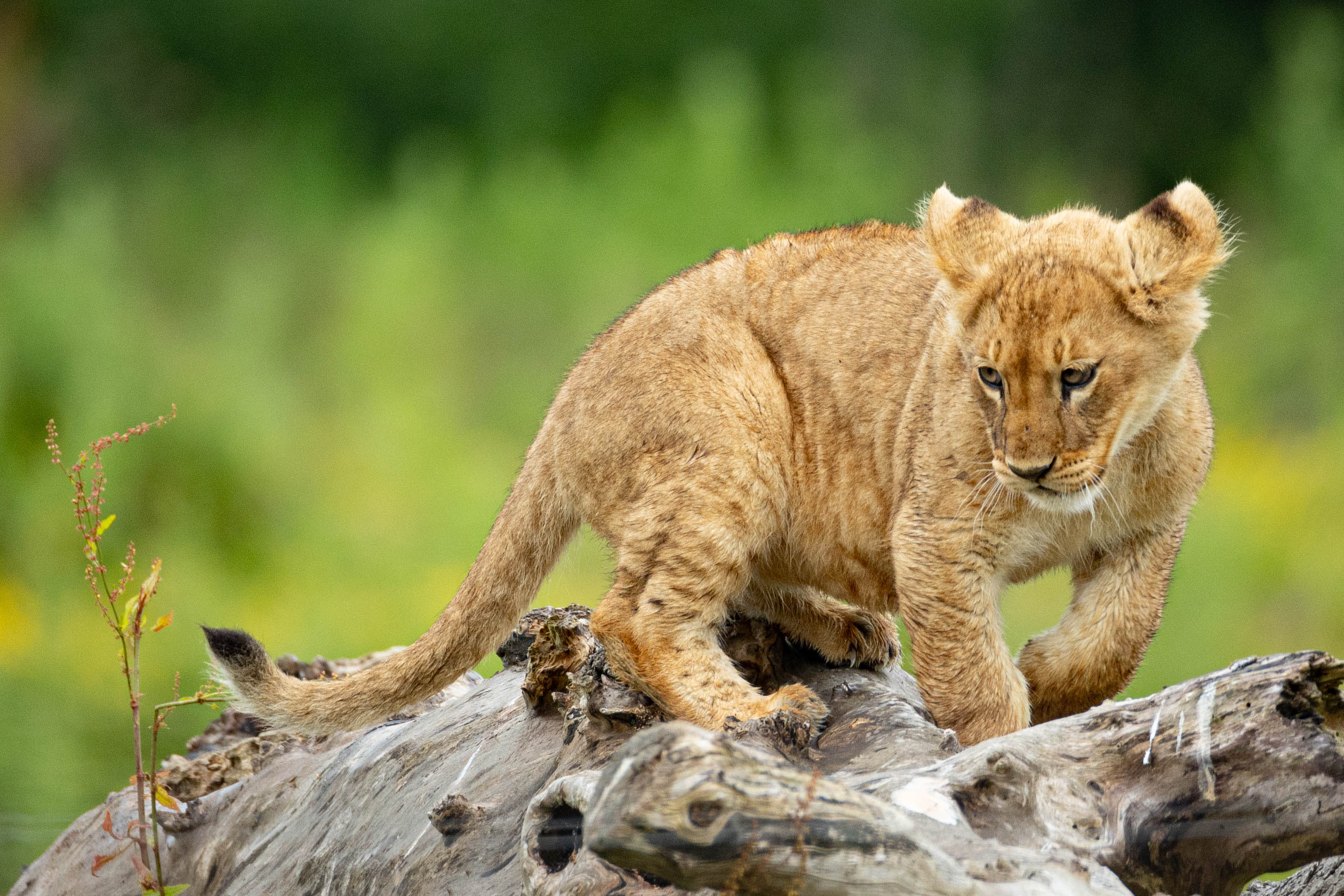African lion cub born at Port Lympne Hotel & Reserve in Kent in 2024