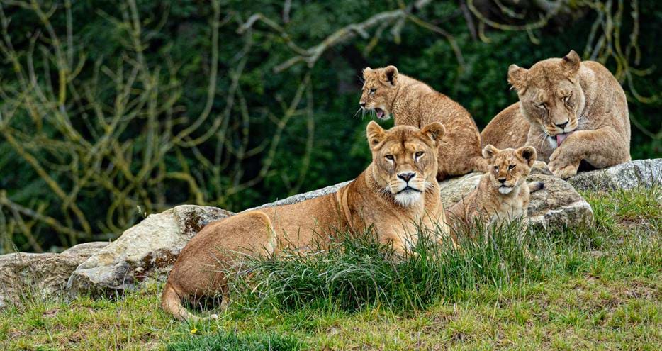 African lion pride at Port Lympne Hotel & Reserve in Kent in 2024